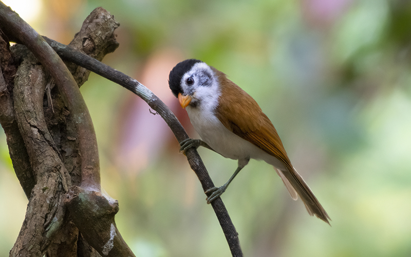 Black-headed Parrotbill (Psittiparus margaritae) at Di Linh Bird Hides - Southern Vietnam. Photo by: Phuc Le - Vietnam Bird Photography Tours - Vietbirdphototours.com